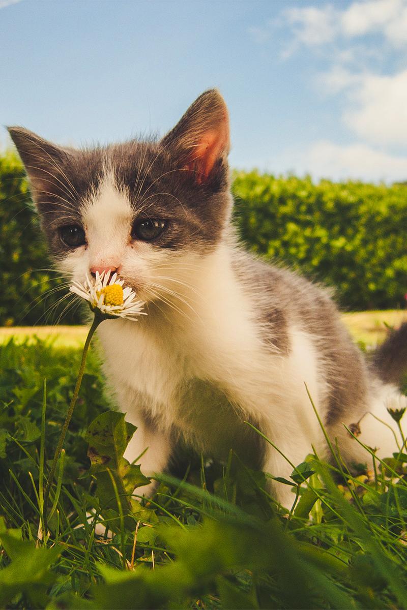 Chat petmania