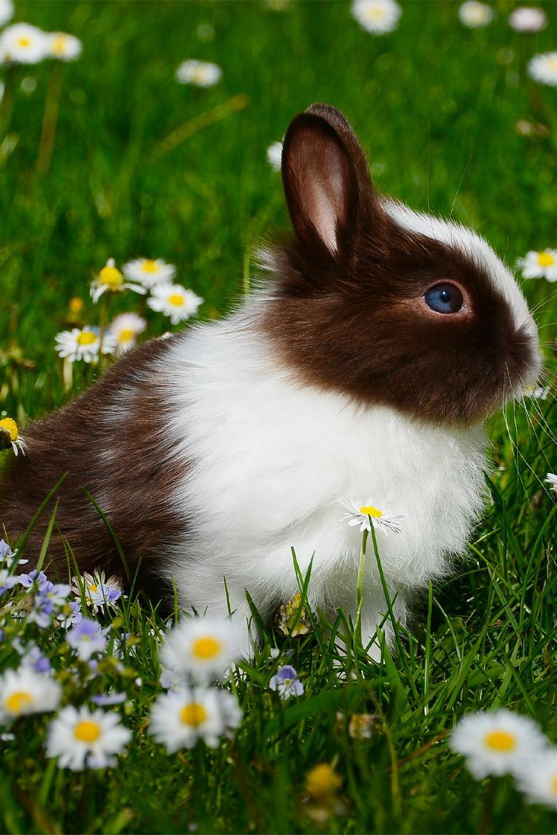 Lapin petmania